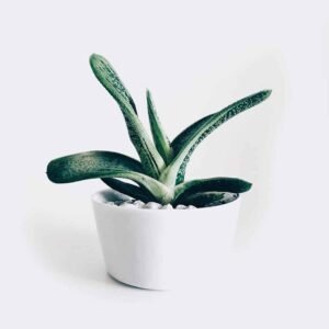 Ana Sayfa plant3 free img