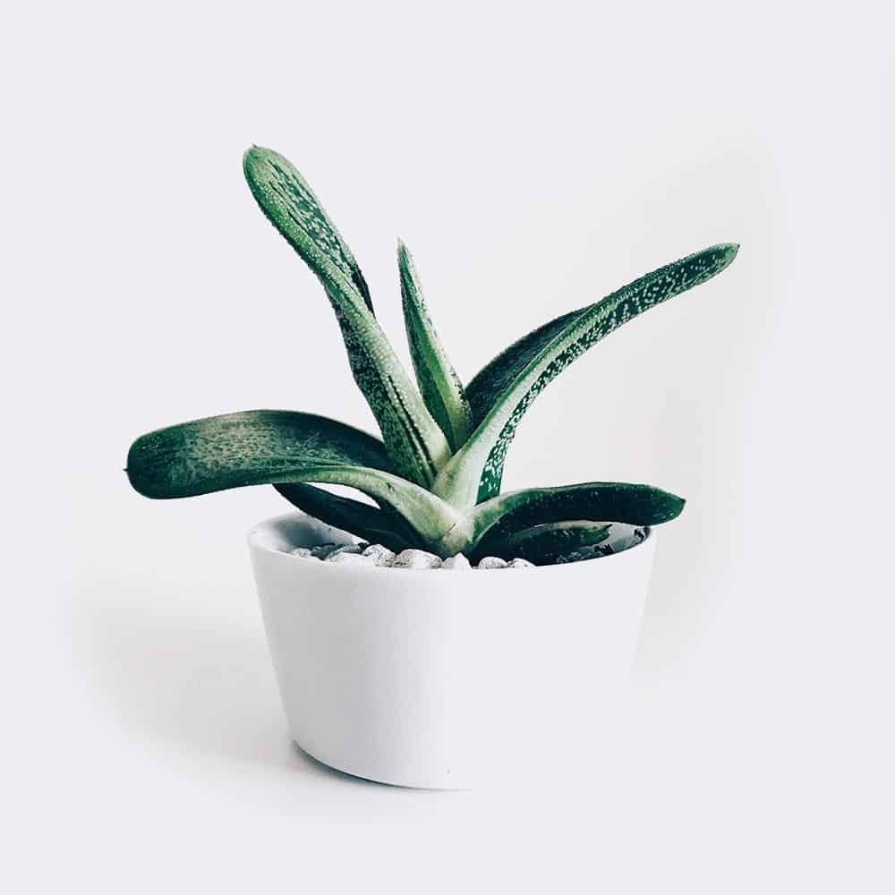 plant3 free img plant3 free img