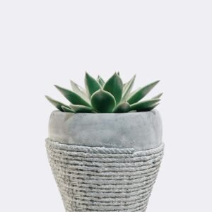 Ana Sayfa plant5 free img